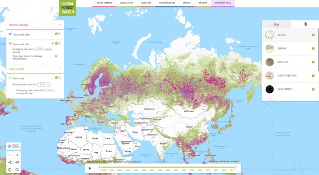 «Идет качественная деградация». Гринпис опубликовал карты уничтоженных лесов