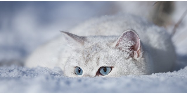 Котовторник (13.01)