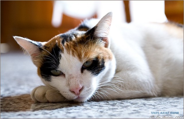 Котовторник (24.03)