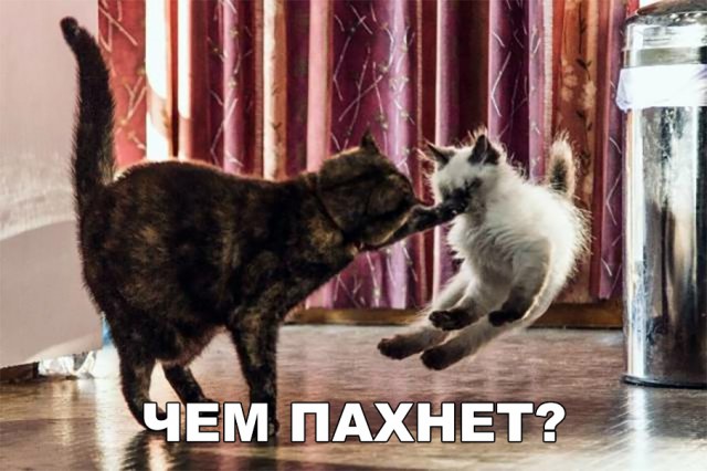 Нестандартный юмор