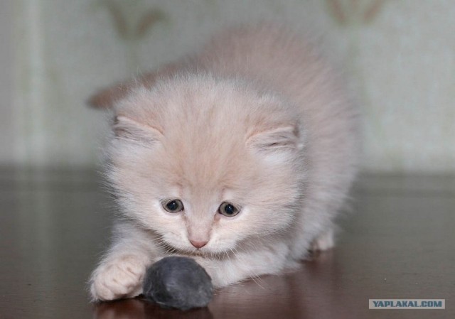 Котовторник объявляется открытым!
