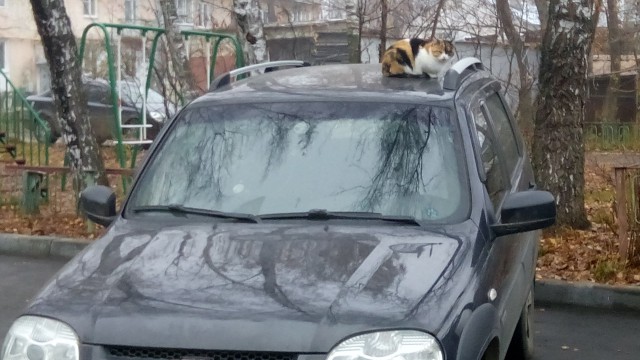 Прикольных котов пост