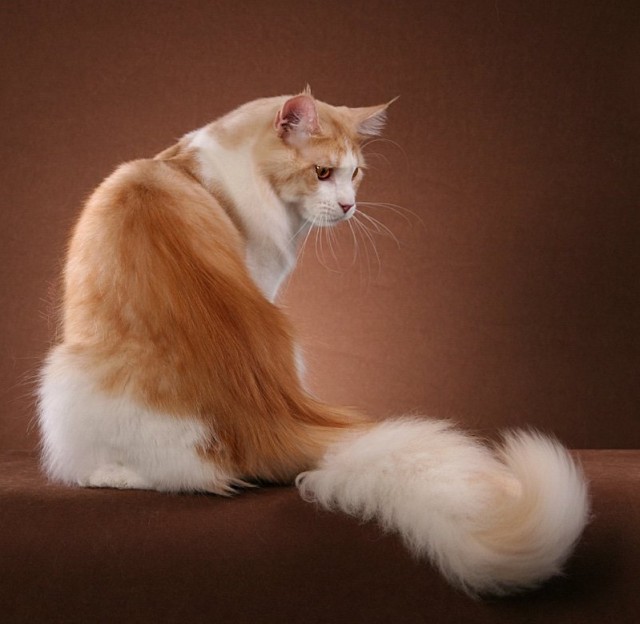 Профессиональный котовторник
