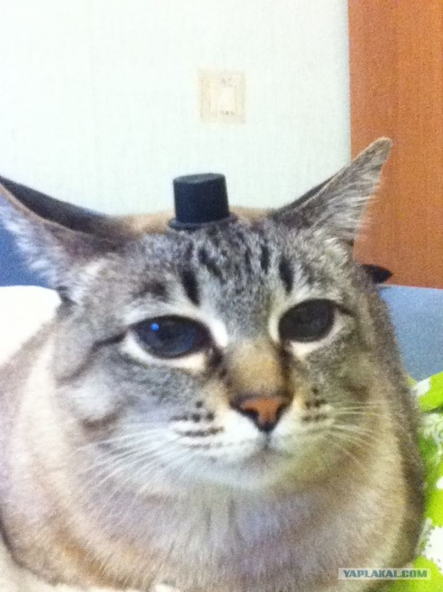 Котовторник! 13.03.2012