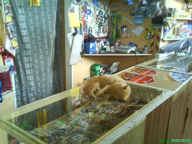 Котовторник 20.03.2012