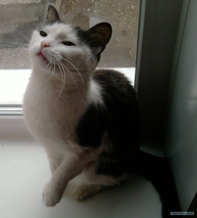 Котовторник 1 мая 2012
