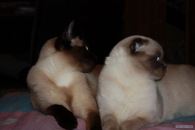 Котовторник 22.05.2012