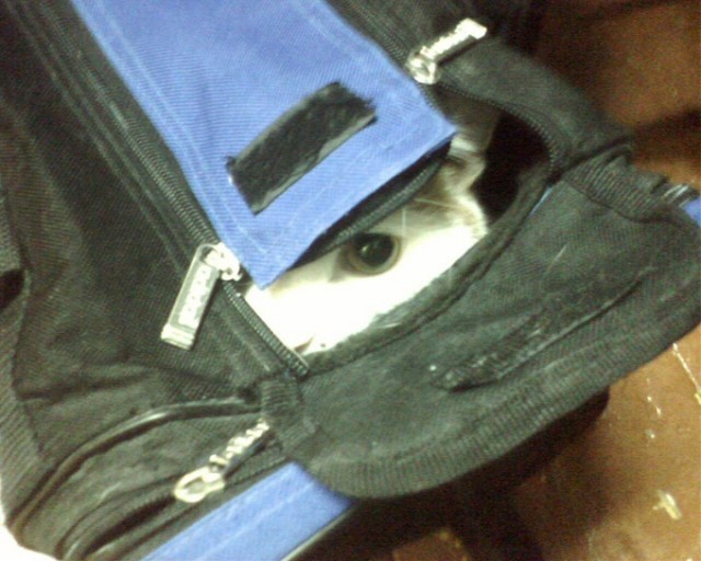 Котовторник  12. 06. 2012