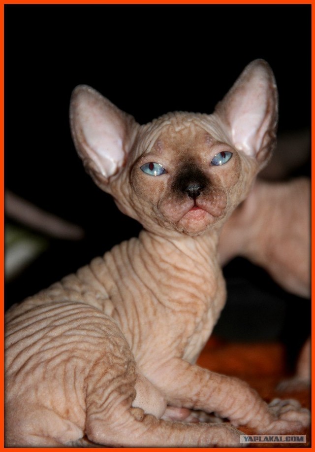 Котовторник на 26.06.12