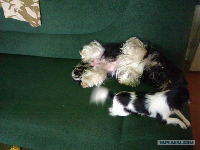 Собакочетверг