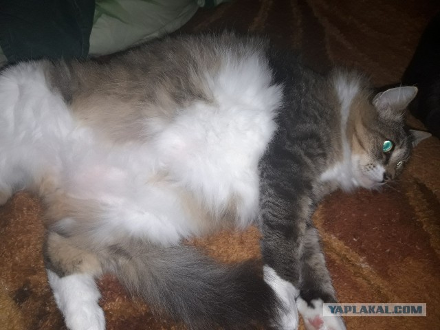 Превращение котенка в кота и обратно за 26 секунд