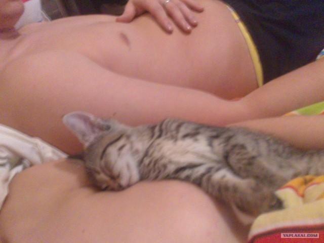 Котовторник 12.02.13