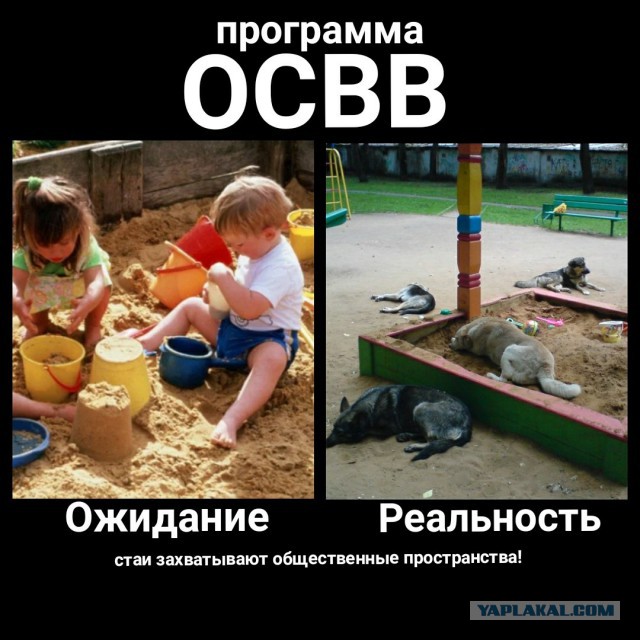 в Петербурге травившую собак догхантершу "накормили" отравленным мясом