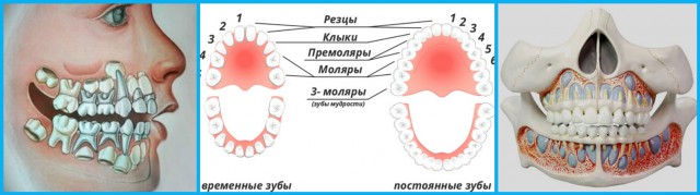 Удивительные научные факты о новорожденных