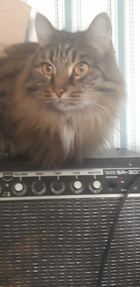 Котовторник!