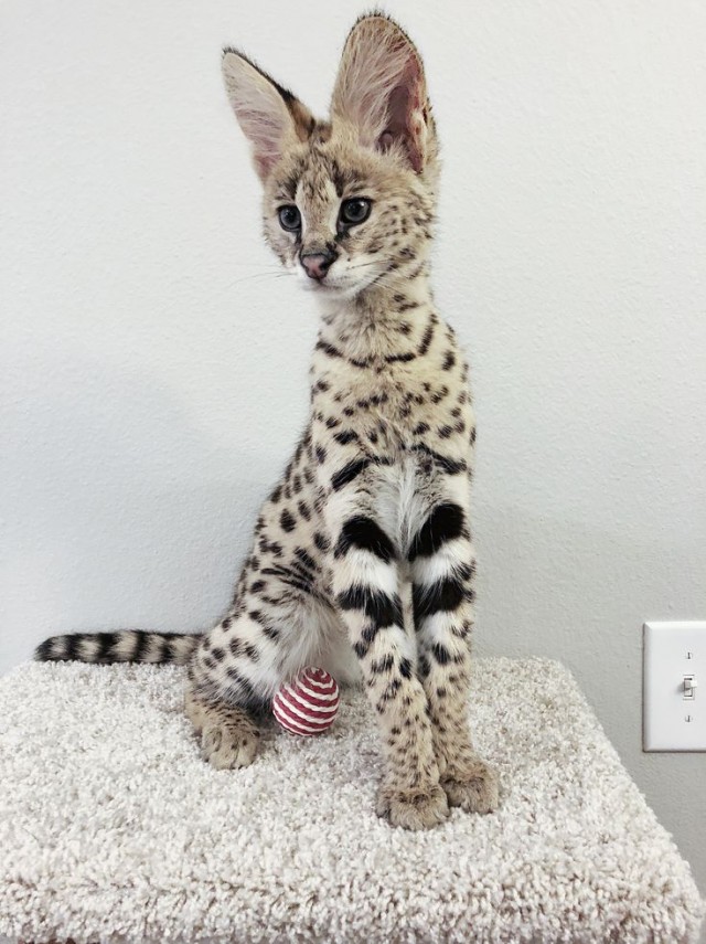 Дикий котовторник 16.07.19