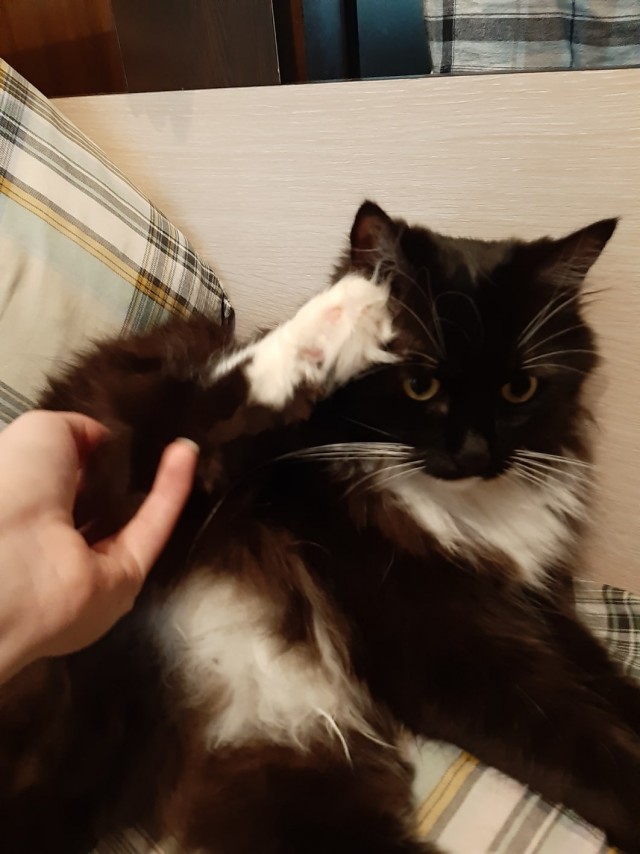 Забавные животные