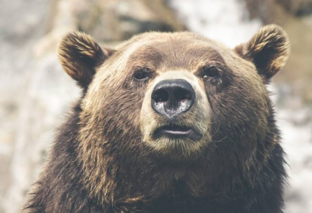В Сочи медведи загрызли 11-летнего мальчика