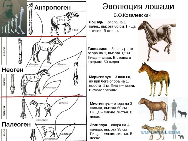 Фотосравнение животных с их доисторическими предками