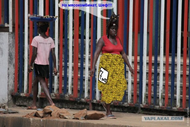 Эпичный кот