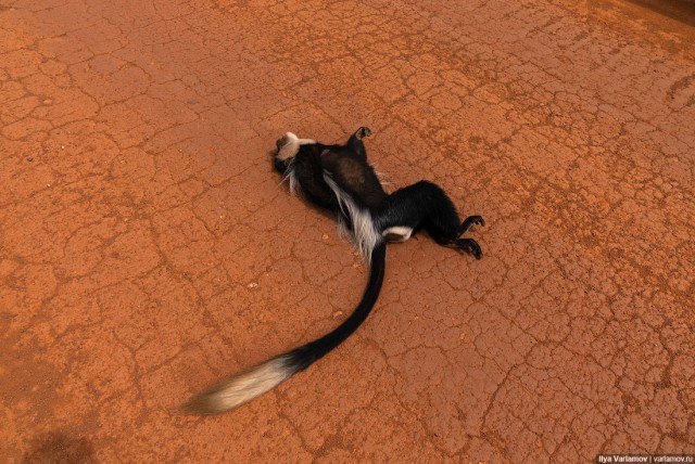 Уганда: самая настоящая Африка с гориллами и носорогами!