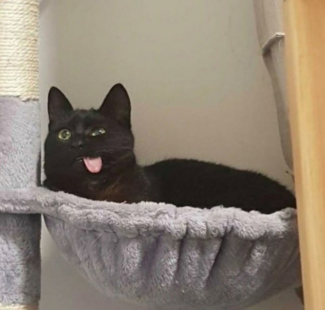 Котовторник!