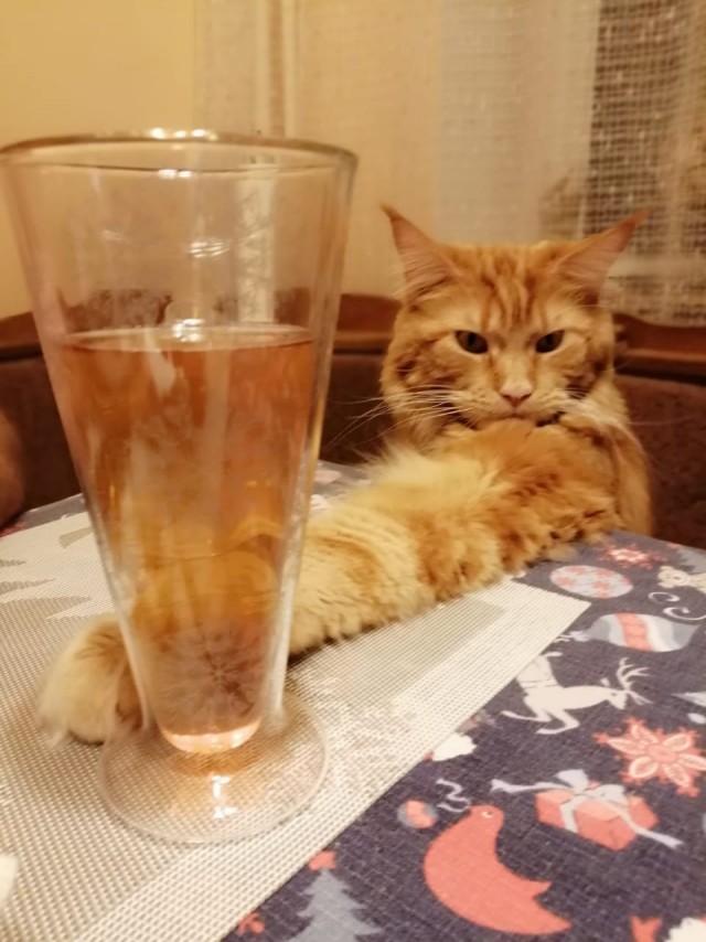 В котовторник у меня кот породы собутыльник