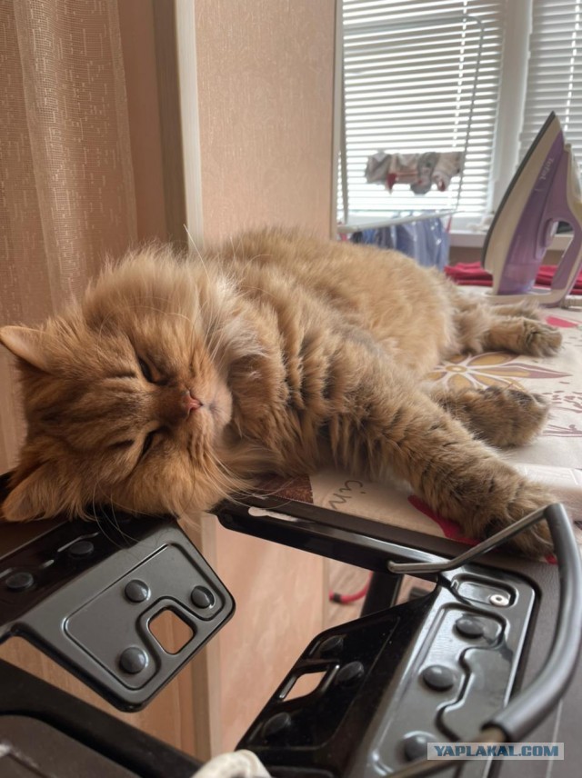 Котовторник 28.09.21