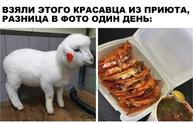 Всяческие картинки 19.11.2021