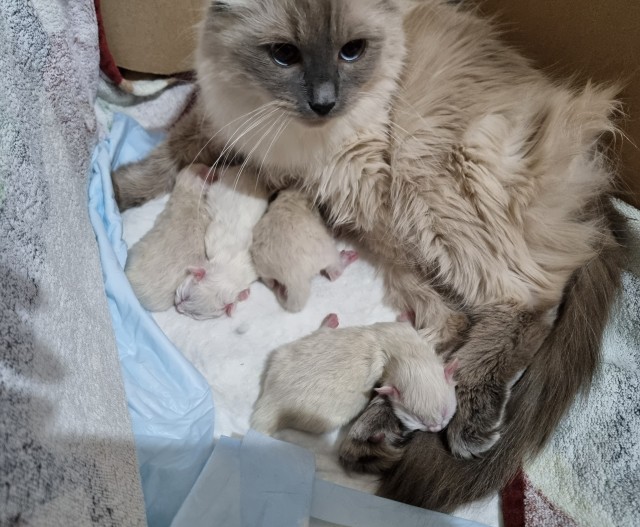 Котовторник 11.01.22