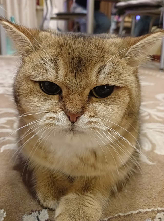 Котовторник. Февраль