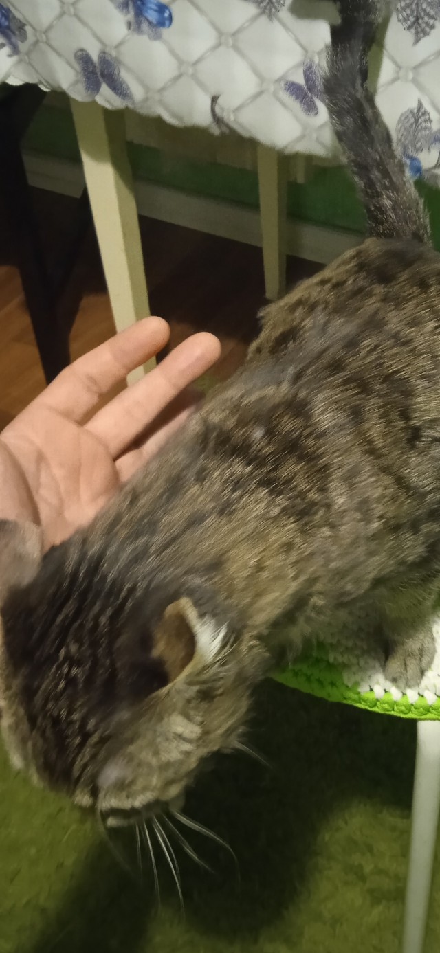 Господа и дамы ЯПа! Котовторник у нас начался! Отойдите от политоты и давайте котиков побольше!