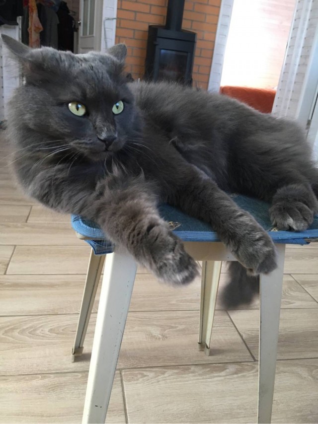 Котовторник ведь начался!