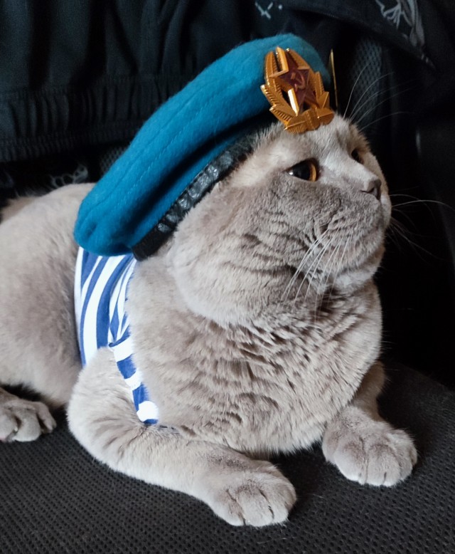 Деревенские, милые, шерстяные