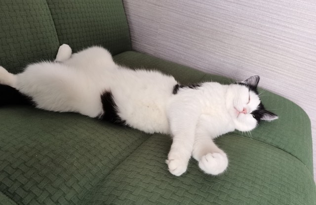 Котовторник 19.07.22
