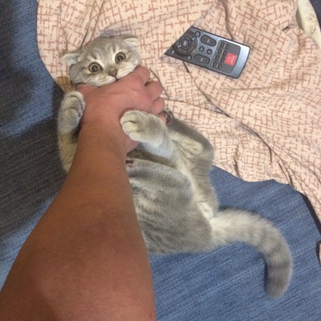 К котовторнику