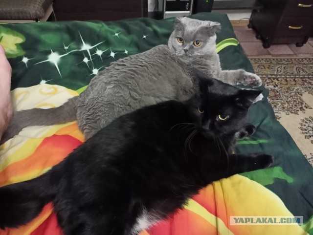 А как вы спите с котиком?