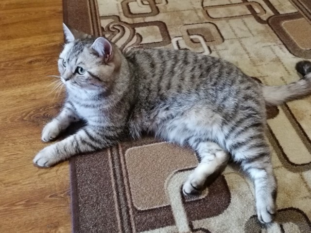 Котовторник. Котенок Кисель