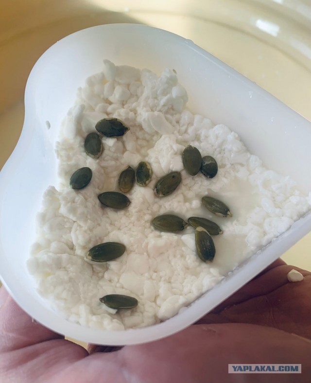 Варим качотту дома. Самый простой рецепт