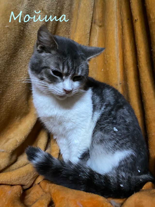 Жизнь домашнего приюта "Котоленд" 374