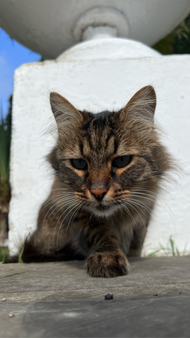 Котовторник