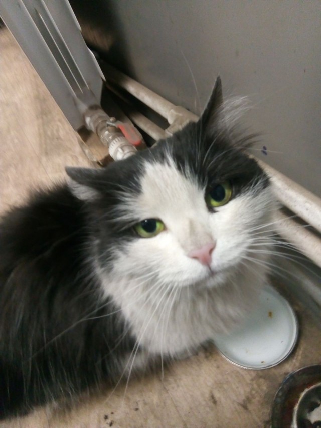 Коты пролетарии