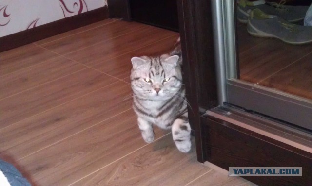 Котовторник 16.04.2013