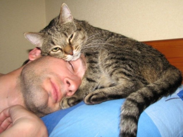 Не только котовторник, а еще и Всемирный день кошек!