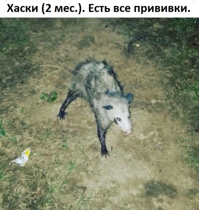 Доберман с авито
