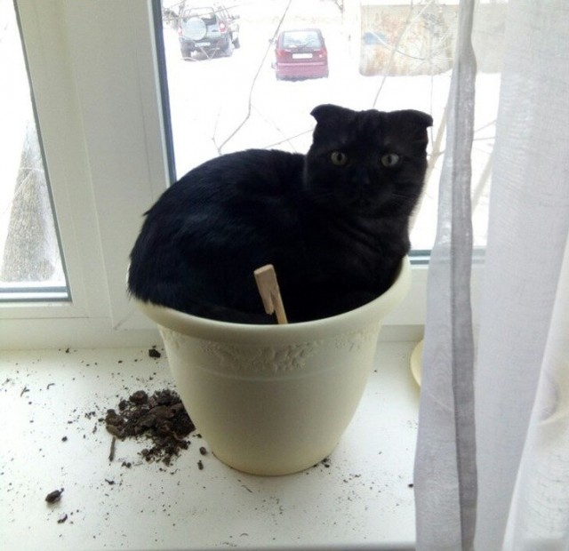 20 котиков, которые могли бы вести себя по-нормальному, но зачем, если их и так любят?
