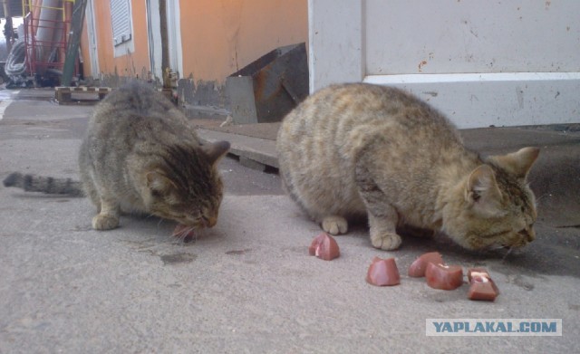 Котовторник 30.04.2013