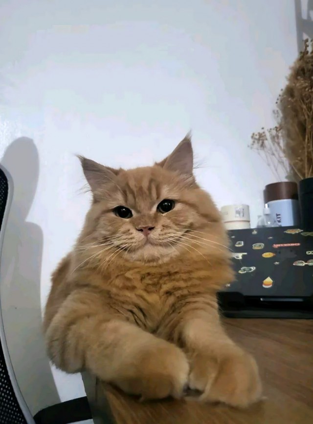 Чеширский Кот существует