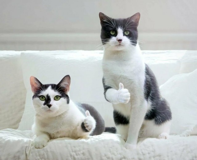Котовтоник в картинках