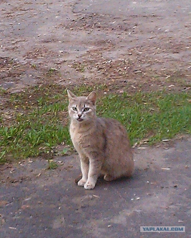 Котовторник 04.06.2013
